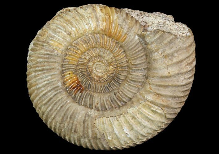 Parkinsonia Ammonite on Rock - France #92450